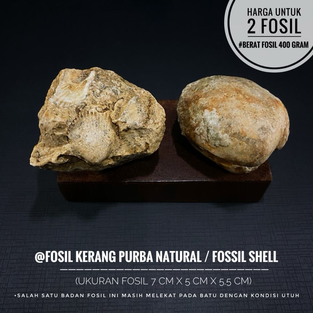 Fosil Kerang Purba Natural B27 atau Fossil Shell atau Fosil Bivalvia atau Fosil Kijing atau Fosil Ke