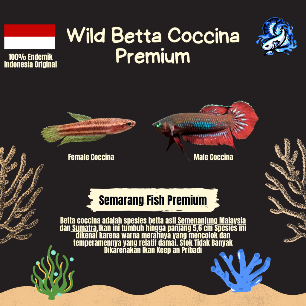 Wild Betta Coccina Kualitas Premium Grade A