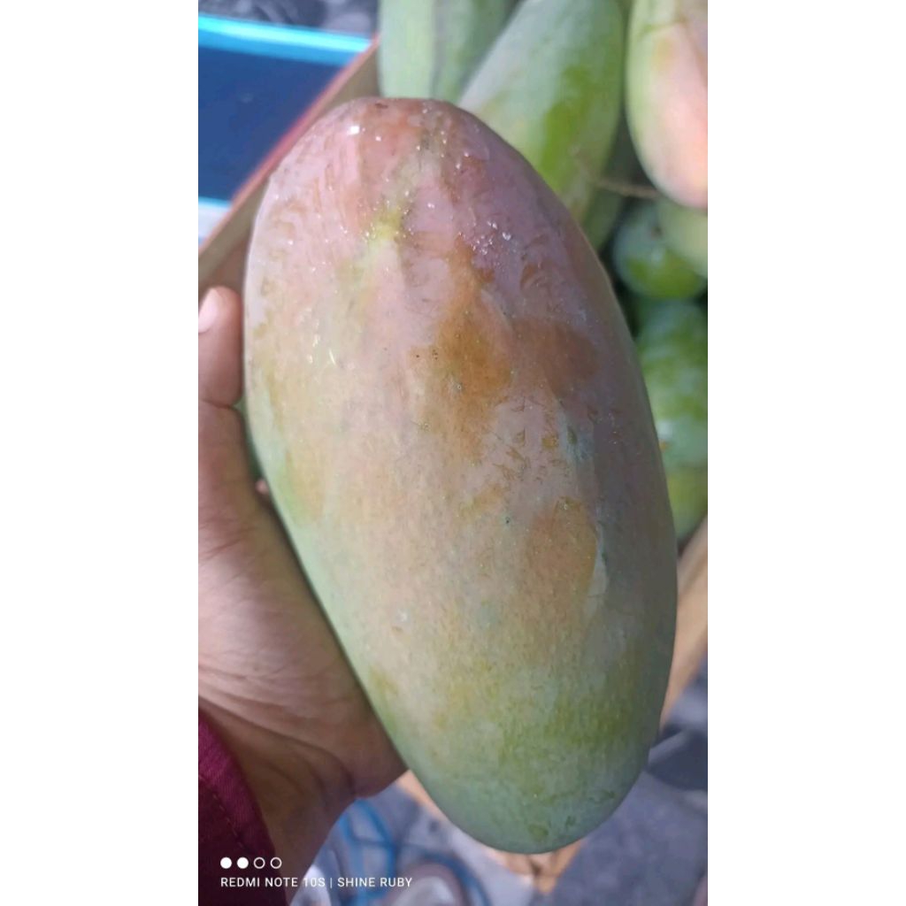 mangga kiojay/sinawang