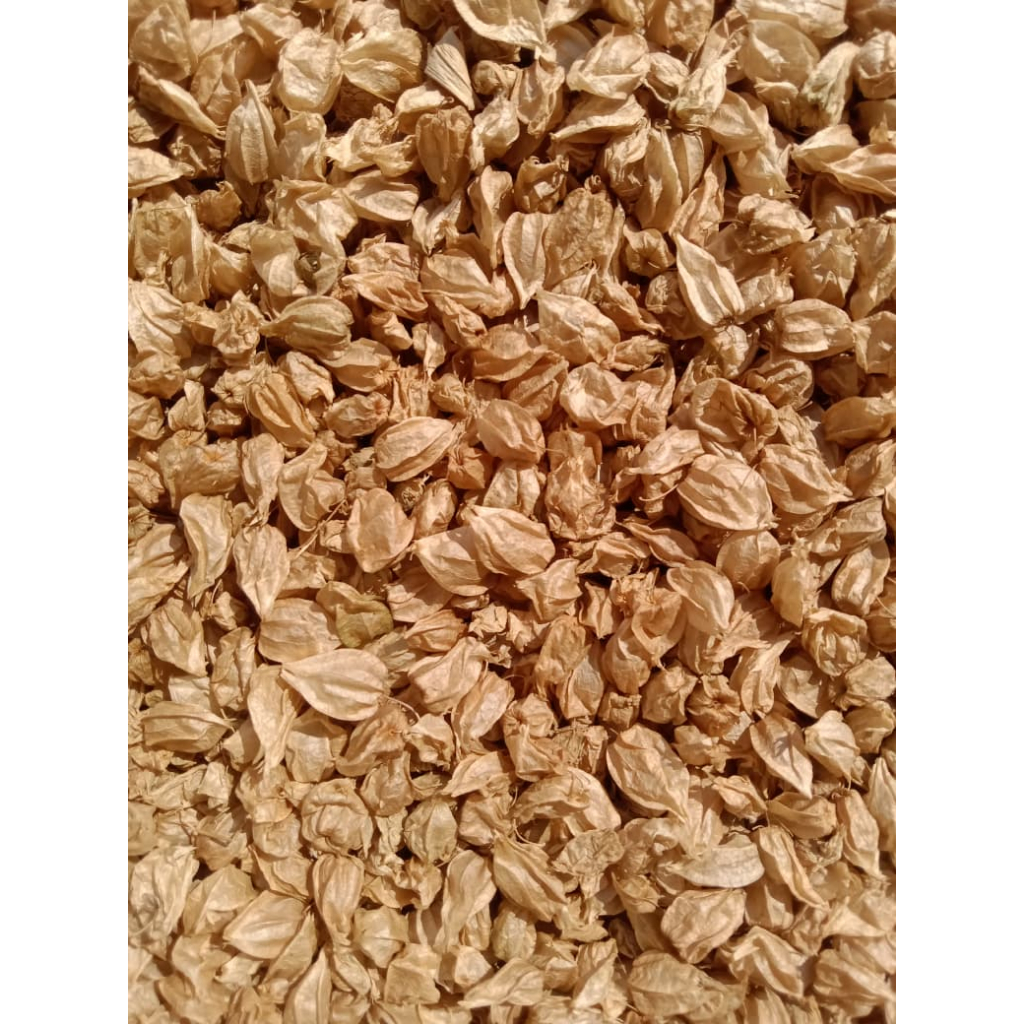 Buah Ciplukan Kering Premium / Biji Buah Cecendet Kering Alami / Dried Golden Berries