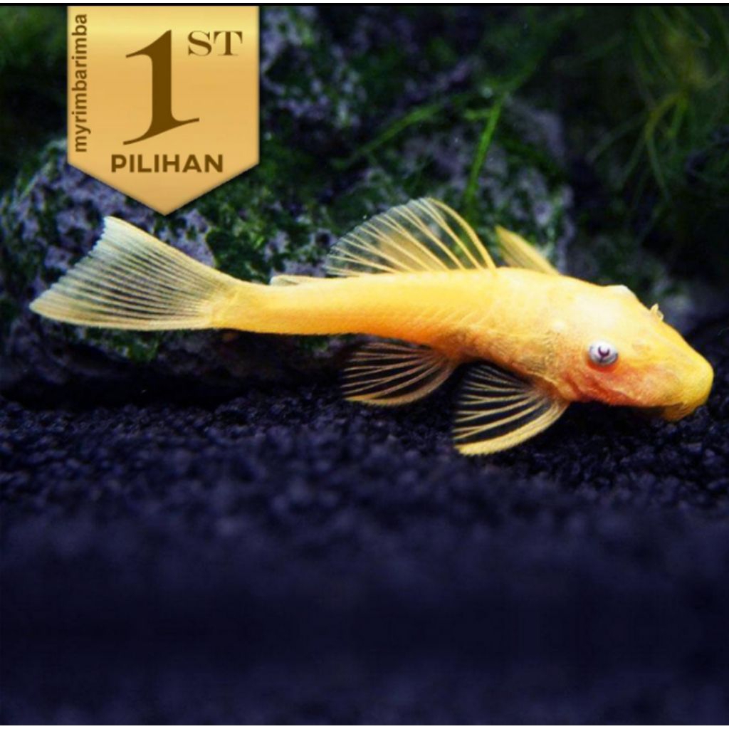 Pleco Albino Ikan Hias Aquarium Aquascape Hiasan Tanaman Air Sapu Sapu
