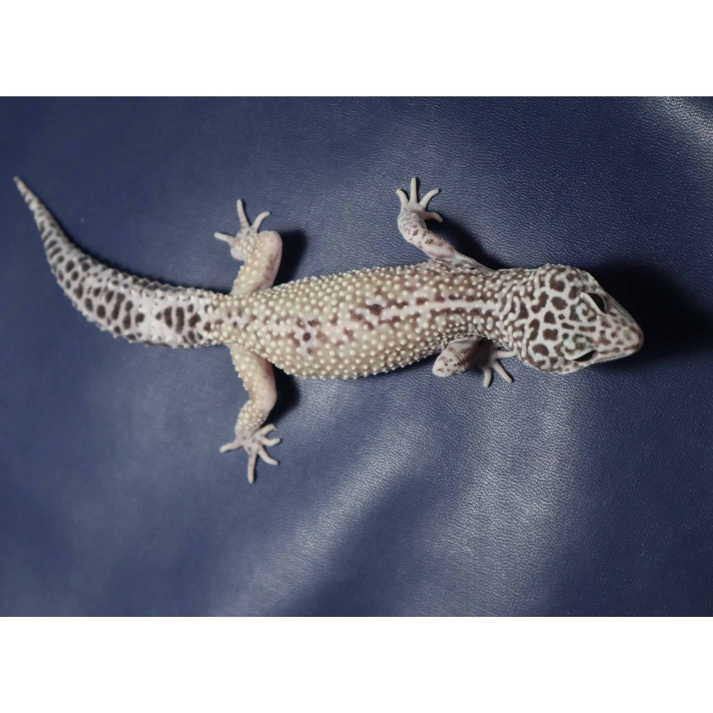 Mainan Leopard Gecko Tug Snow Male Dewasa (WT2M)