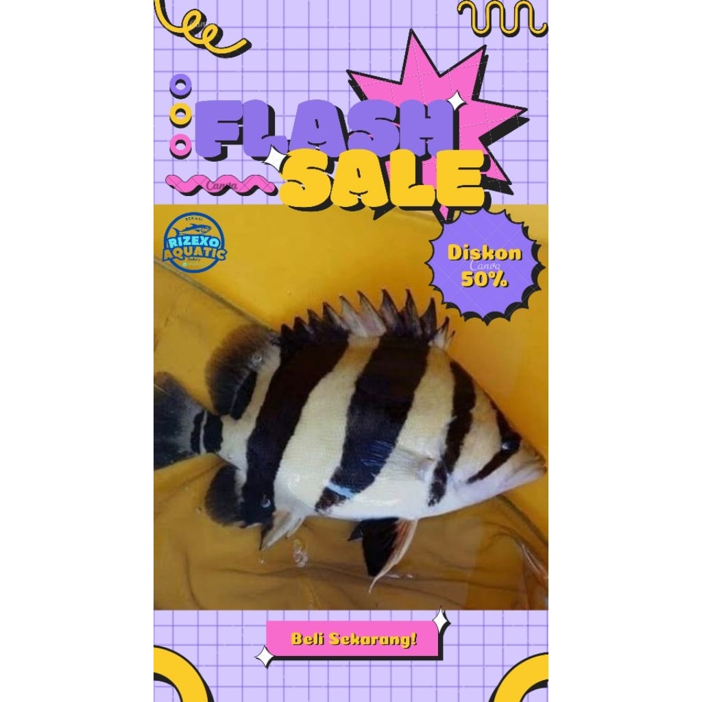 Datz Sumatra Tiger 6-8 CM Grade A 4 Bar #PromoSpecial