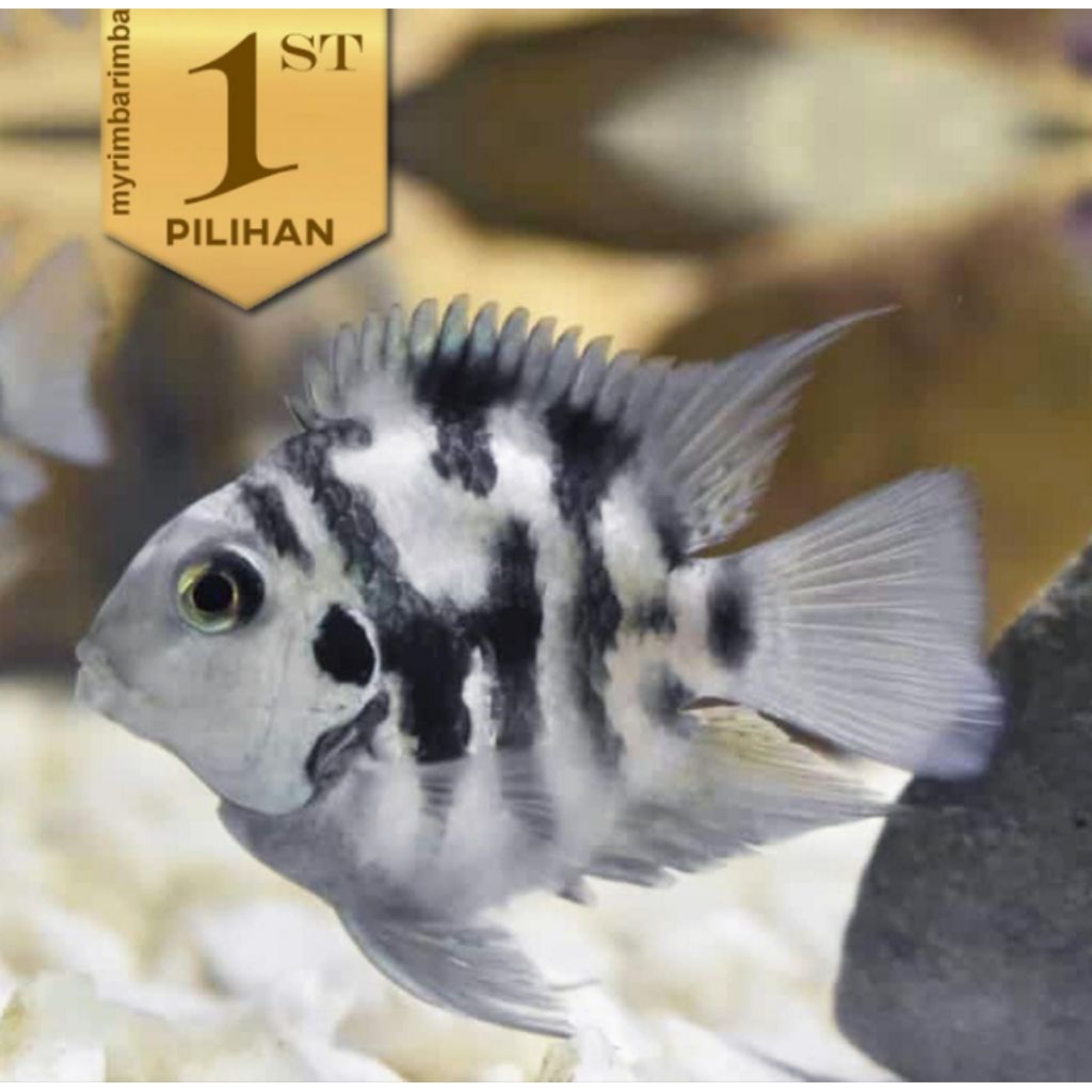 Blue Polar Parrot Cichlid Ikan Hias Aquascape Hiasan Aquarium Tanaman