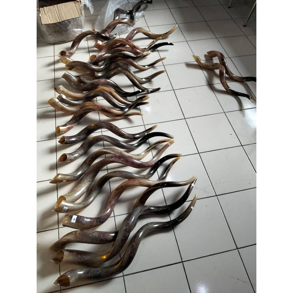 Yeminate Shofar Israel - Import Ori 36 inch Suara Nyaring Kosher