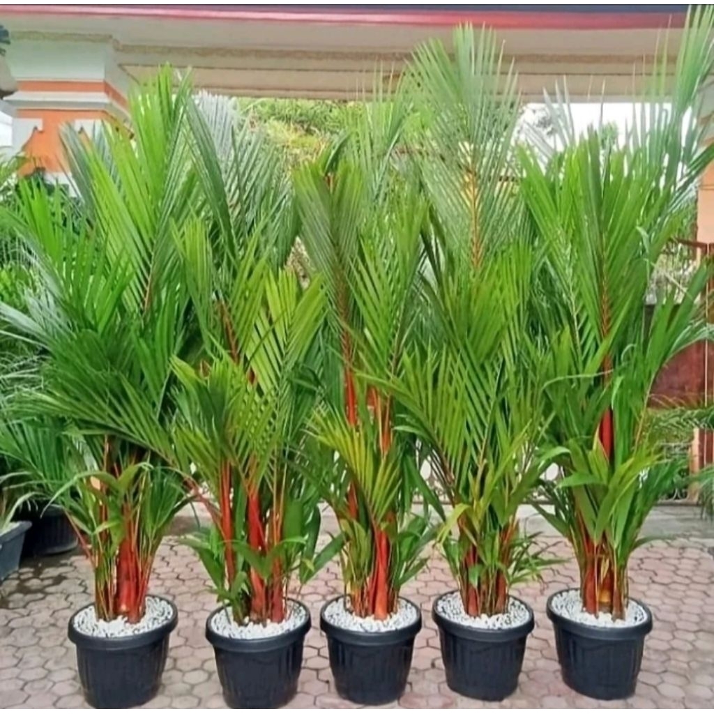 Tanaman Hidup Indoor Palem Pinang Merah Tanaman Hias Palem Merah 50 Cm