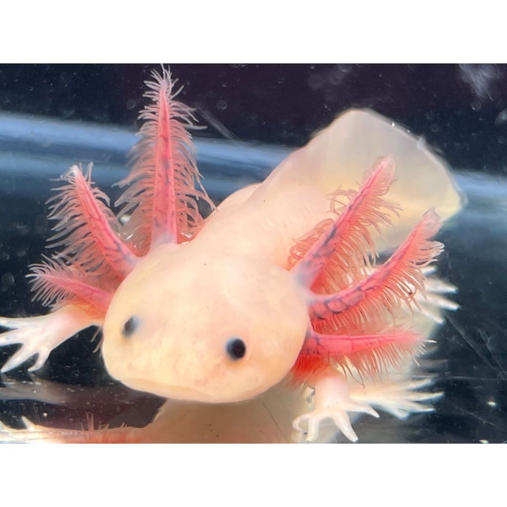 axolotl  7-8cm