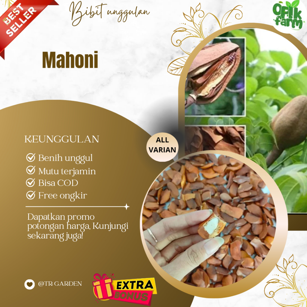 (10 biji) Bibit Biji Mahoni Kering Unggul (Extra Bonus)
