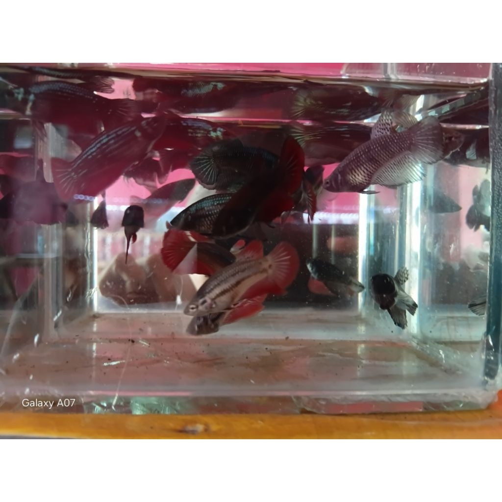parfum cupang Halfmoon Betina