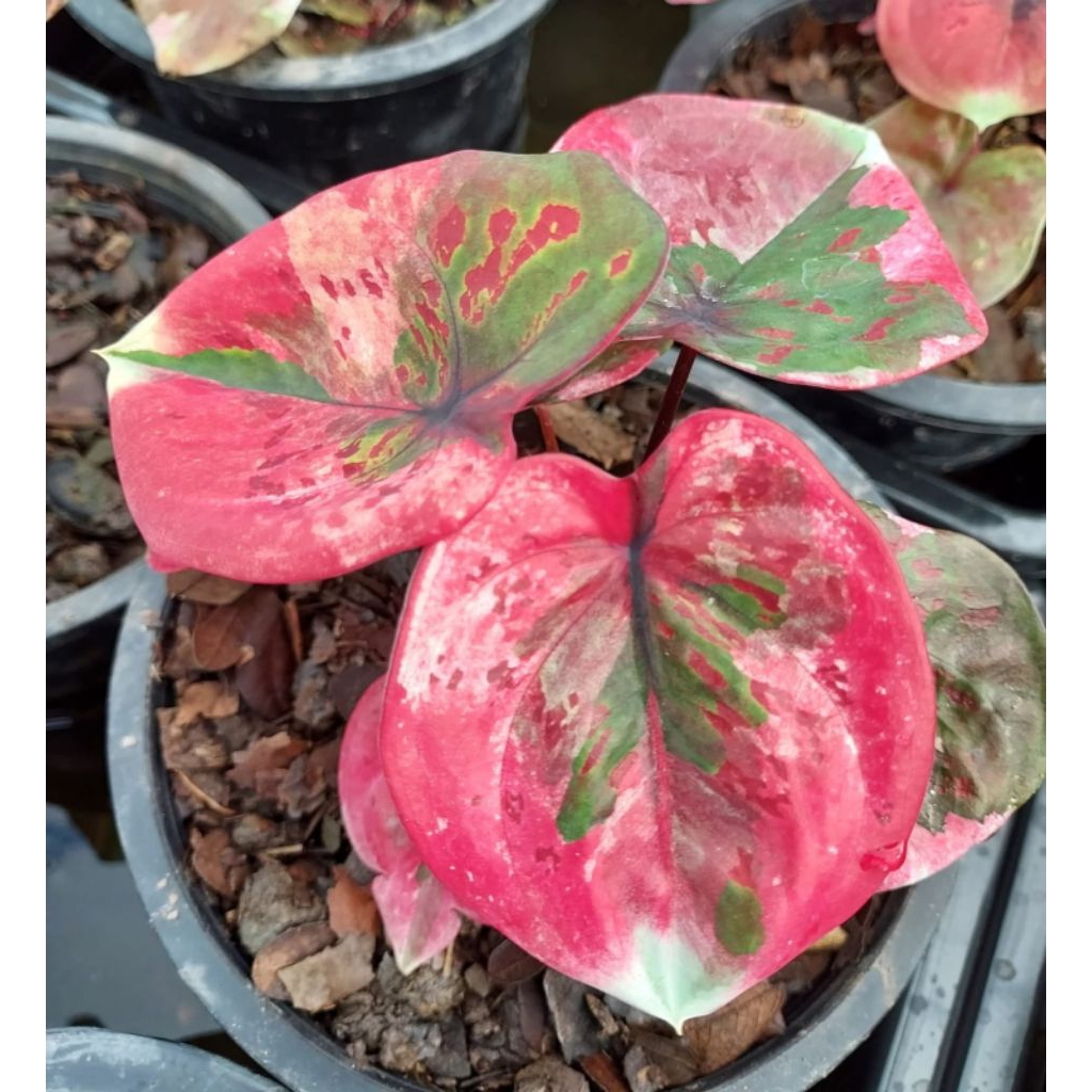 caladium red devil cakep