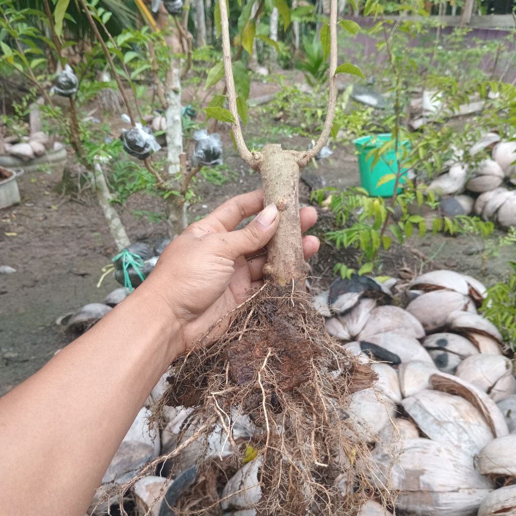 Bonggol Bahan Bonsai Anting Putri Batang Putih Akar Rimbun Prospek Koleksi