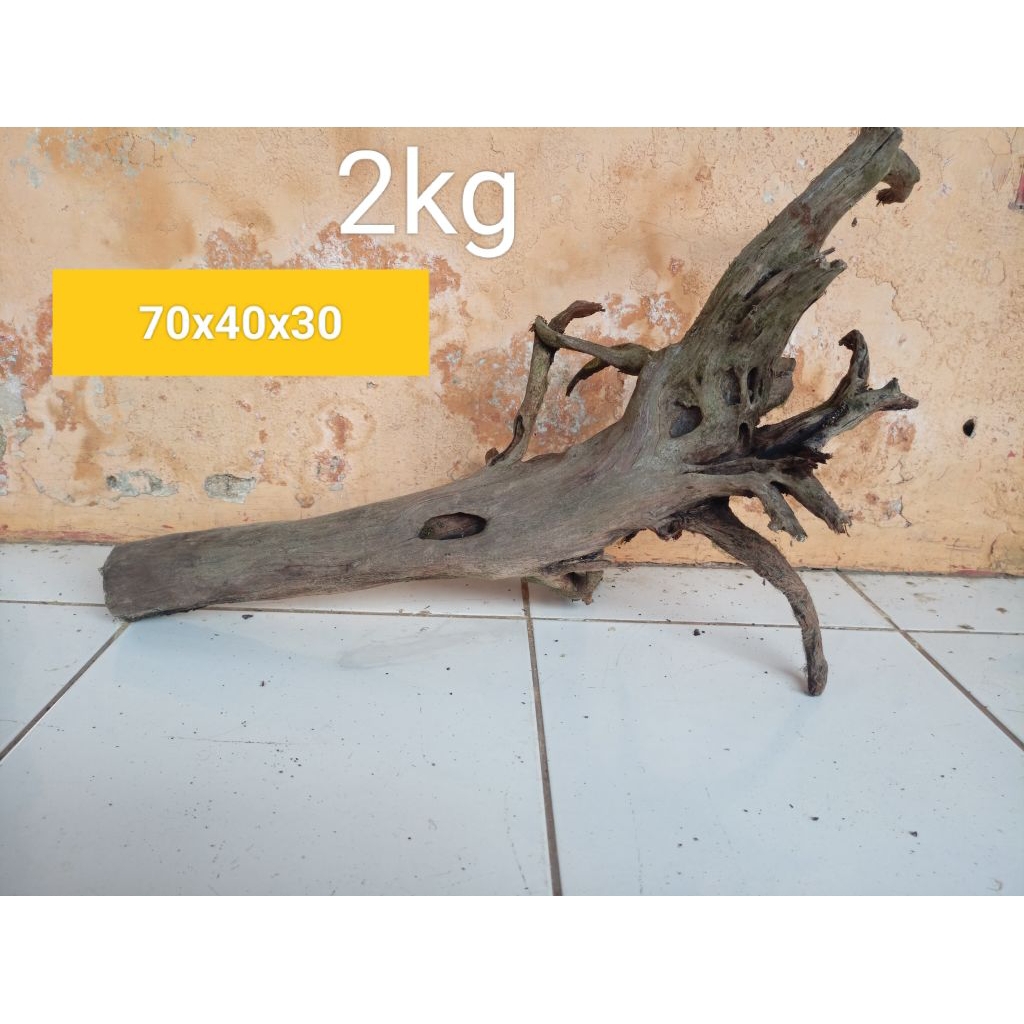 Kayu santigi laut tenggelam