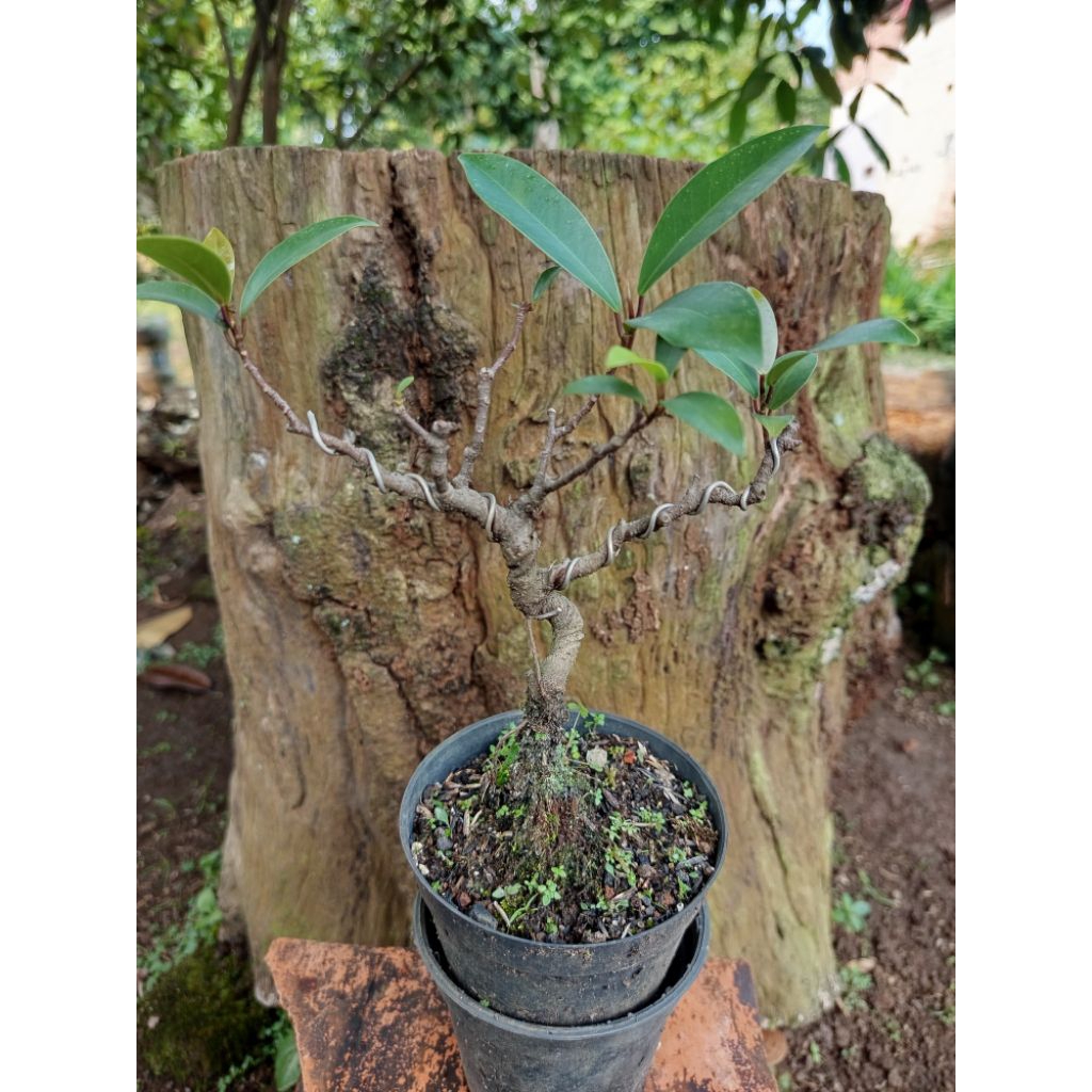 Bahan bonsai beringin iprik