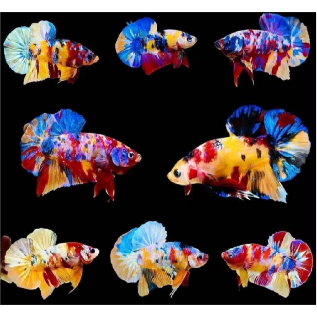 CUPANG GIANT/JAYEN JUMBO MULTI COLOUR RANDOM PER EKOR