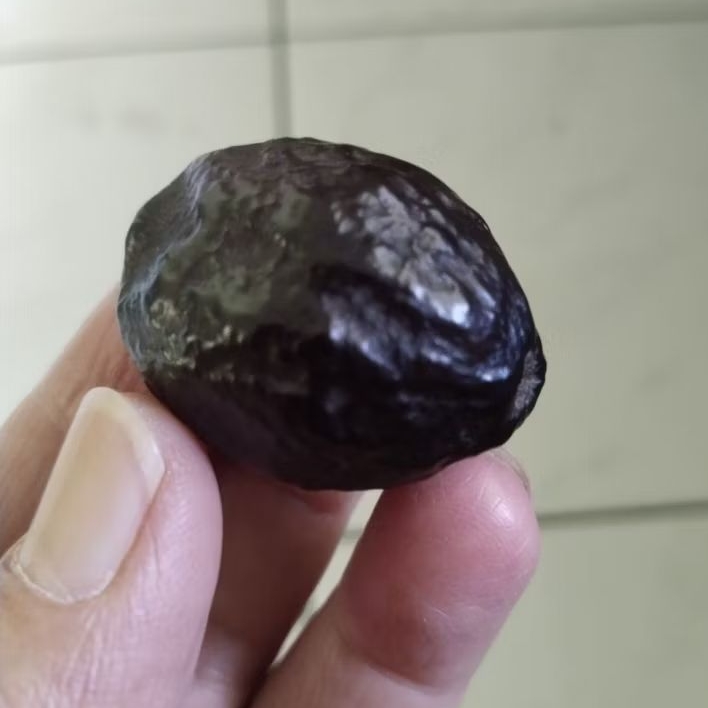 Kemiri Adu Muncang Adu Jayanti Jelita Paguron Urgen Rel Urat Dua orang Matang