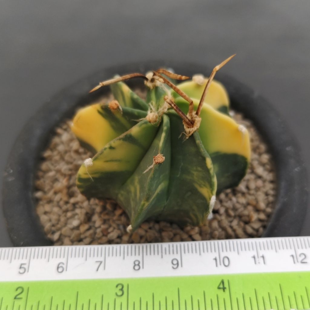Tanaman Kaktus Astrophytum capricorne variegata