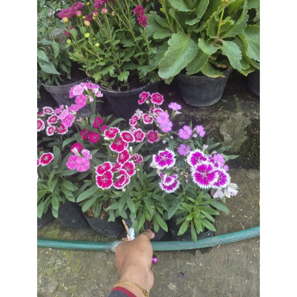 tanaman hias bunga anyelir