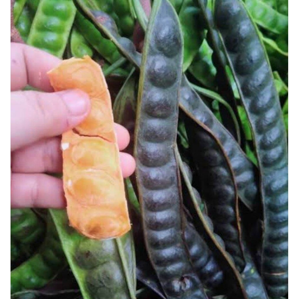 petai tua untuk bibit 1 kilo