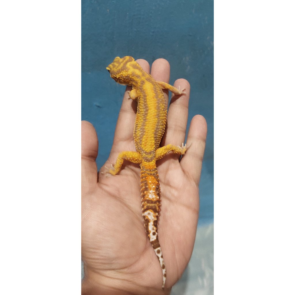 Mainan Leopard Gecko Tremper Lavender Stripe