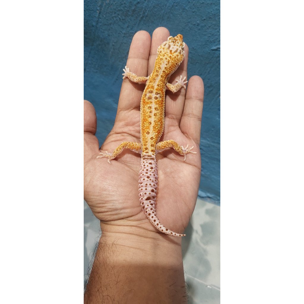Mainan Leopard Gecko Mack Snow Enigma
