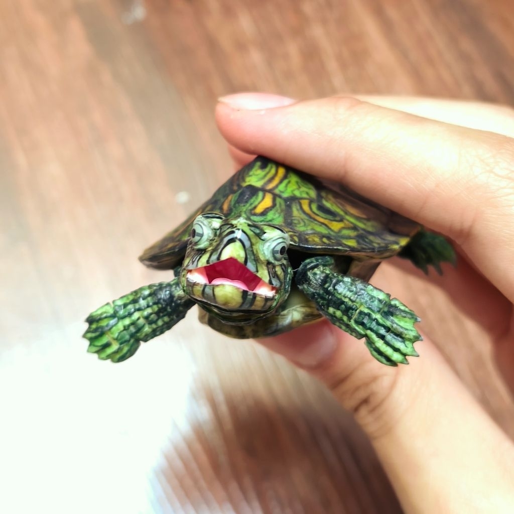 Gashapon Dangomushi Advanced Premium Venusta Turtle 1:1 (LIMITED)