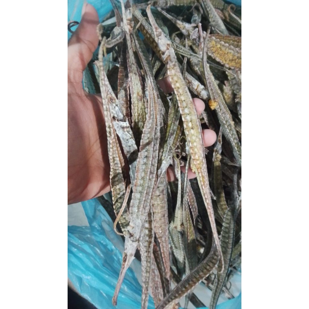 NAGA LAUT KERING GRADE A PER PCS
