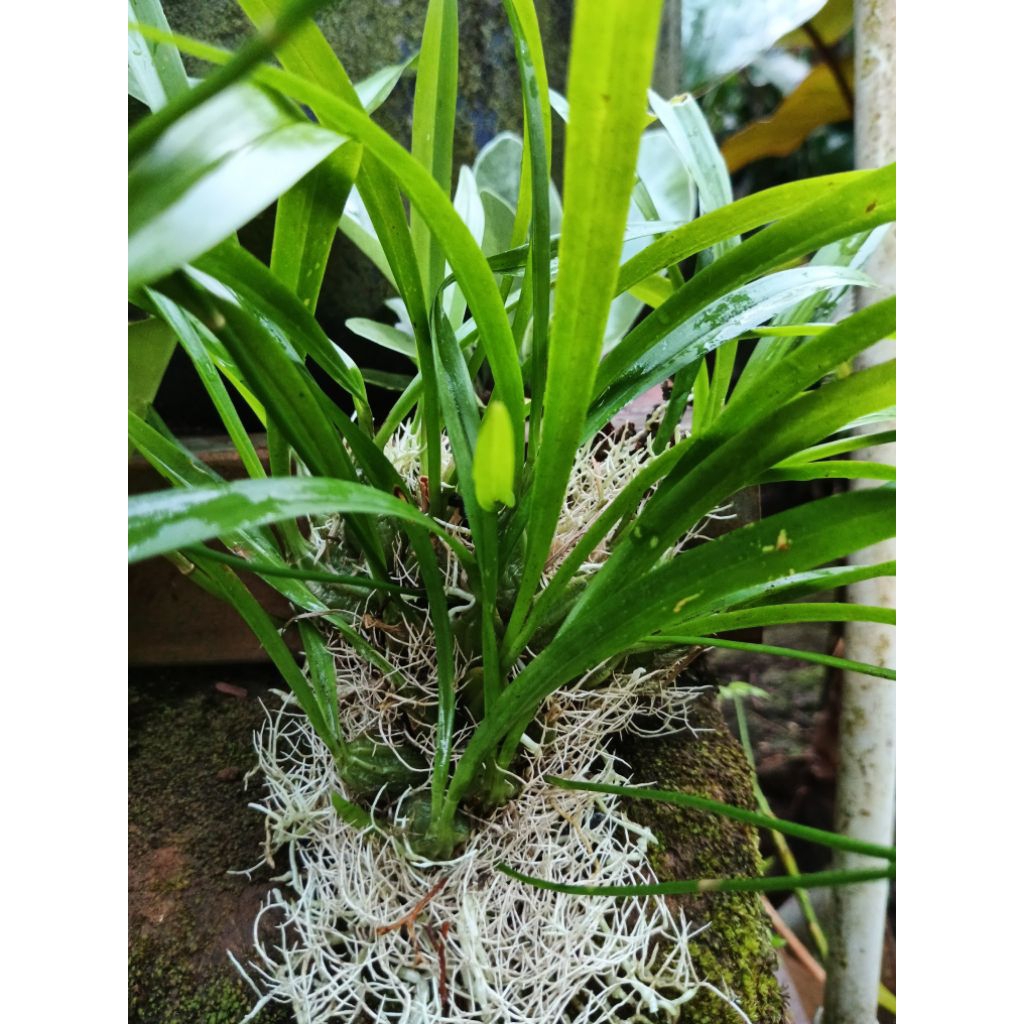 tanaman hias Anggrek hutan/anggrek bulbo mini hiasan