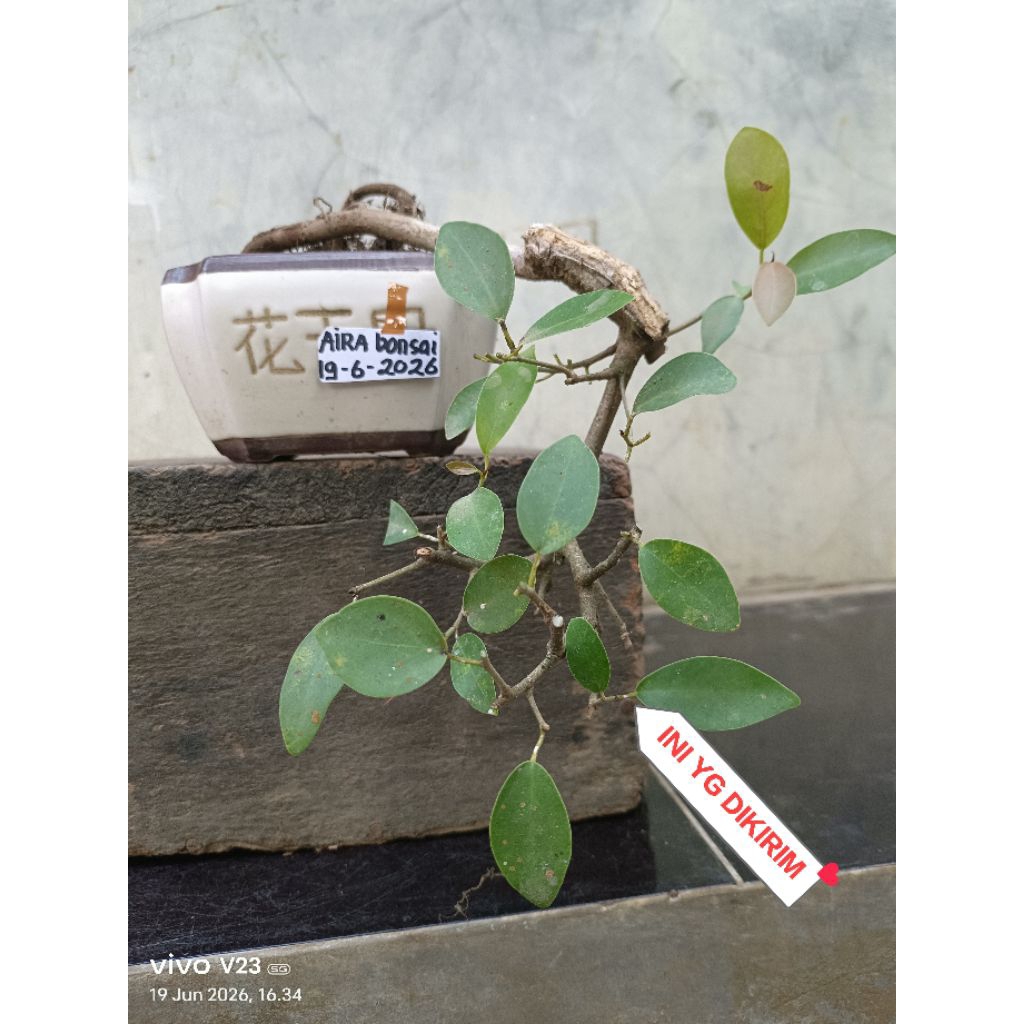 bahan bonsai iprik