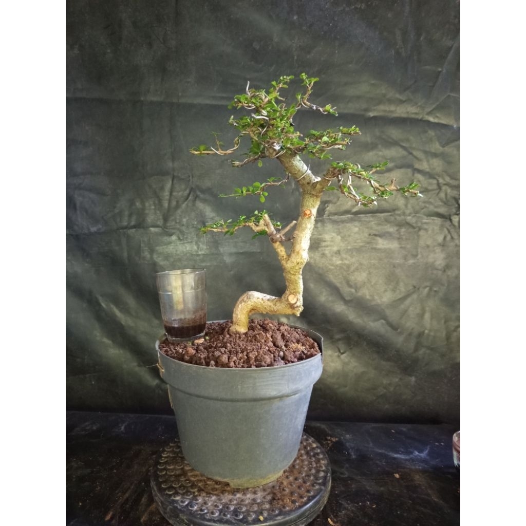 Bonsai hokiantea mikro buah berkarakter sesuai foto