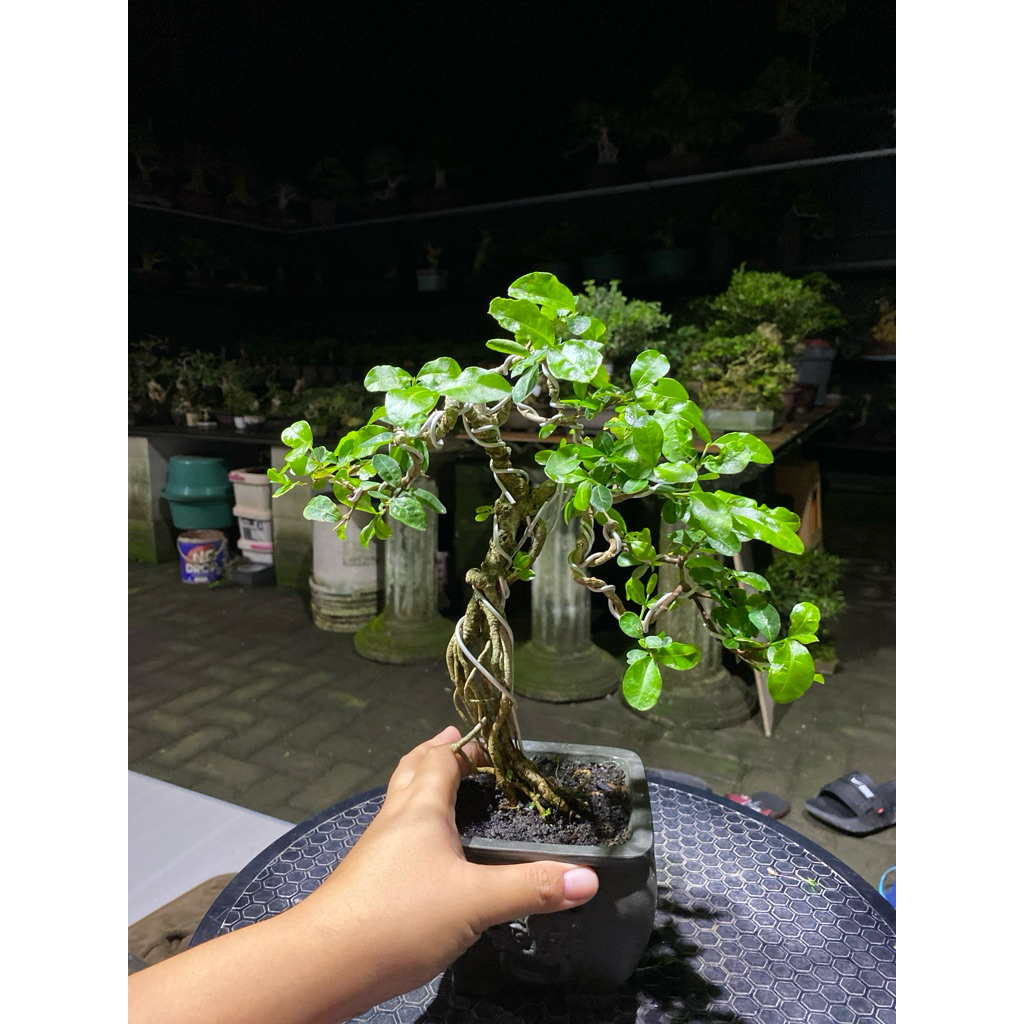 bonsai Sianci