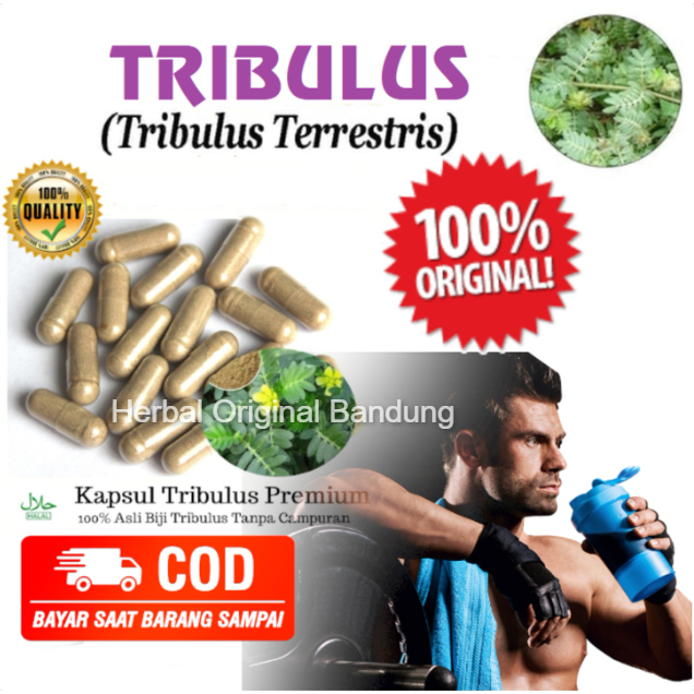 Tribulus Terrestris Testosteron 100 Kapsul  Stamina Vitalitas Pembentuk otot