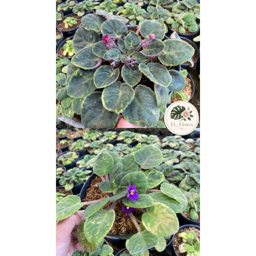 Tanaman hias Violces-African Violet