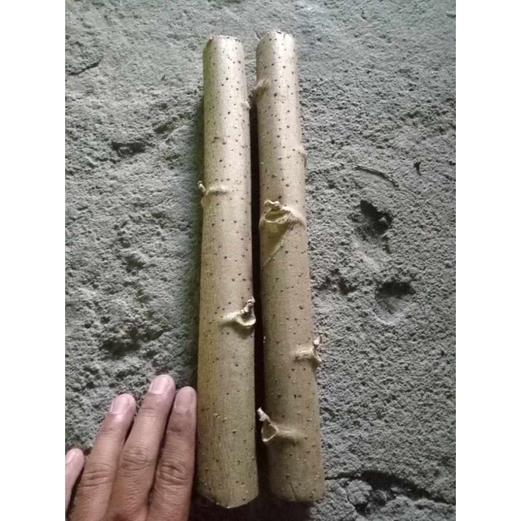 tua muda super ketela papua, singkong papua, telo papua