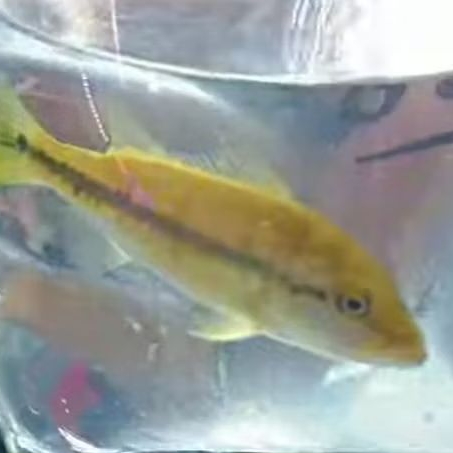 PBASS FOGO UKURAN 11-13 CM