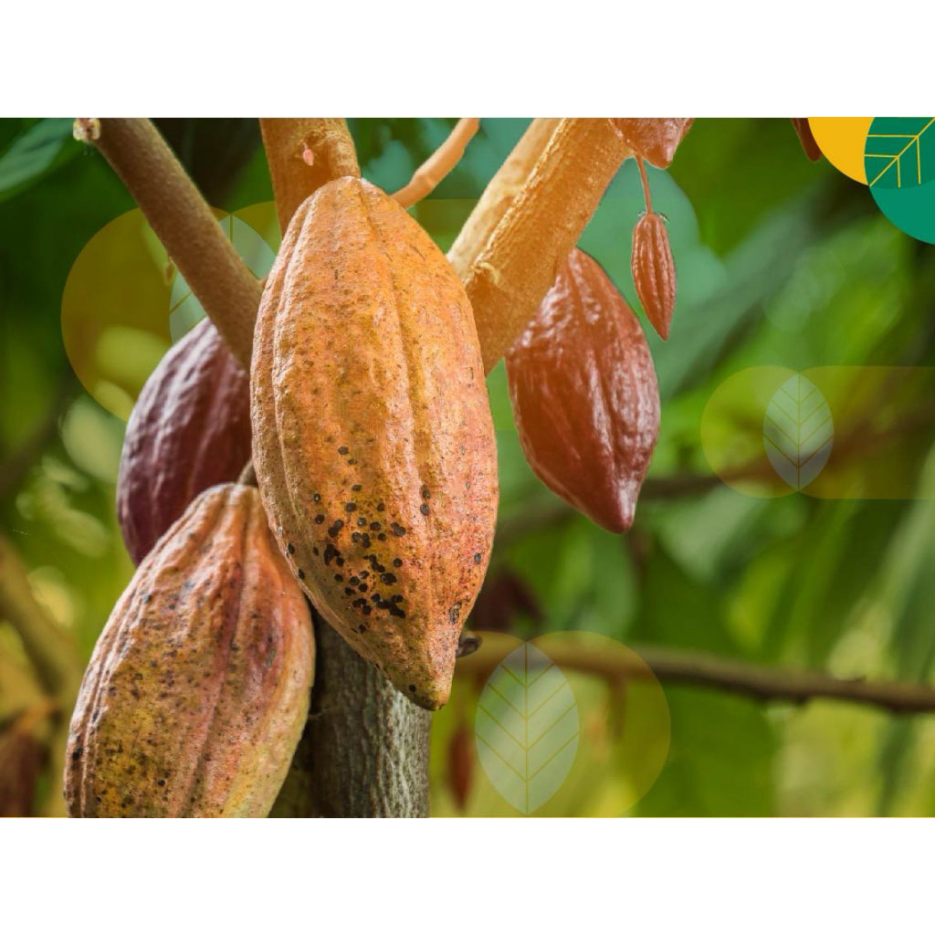 buah kokoa matang/buah coklat