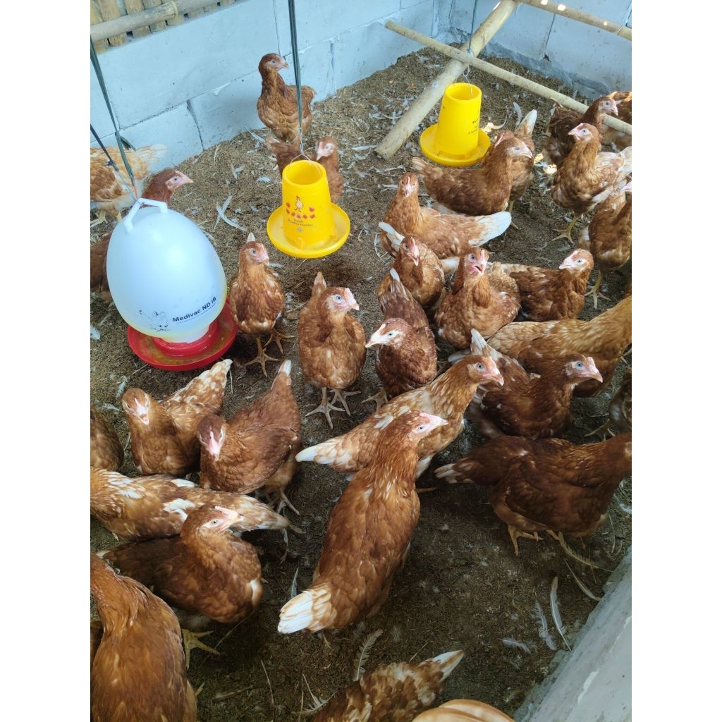 ayam pullet petelur umur 14minggu