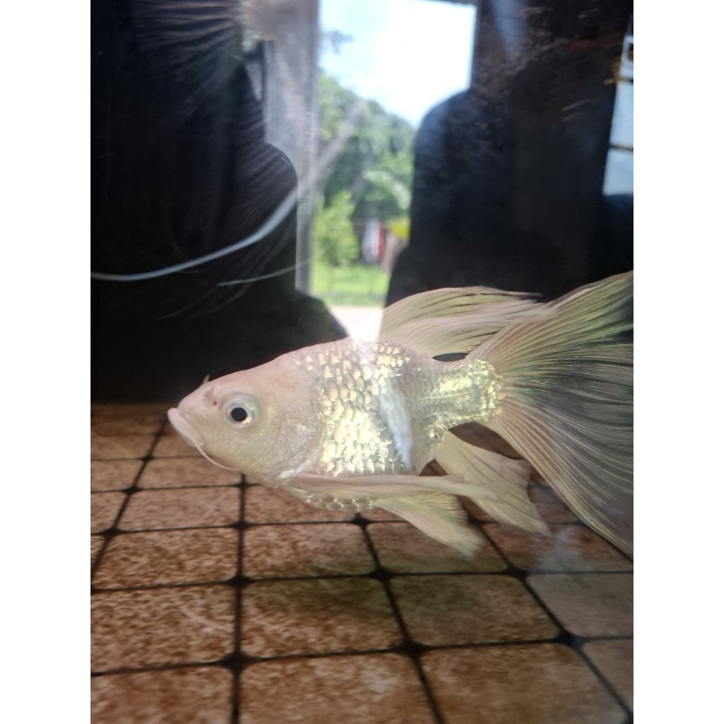 koi hudielong import size 20cm
