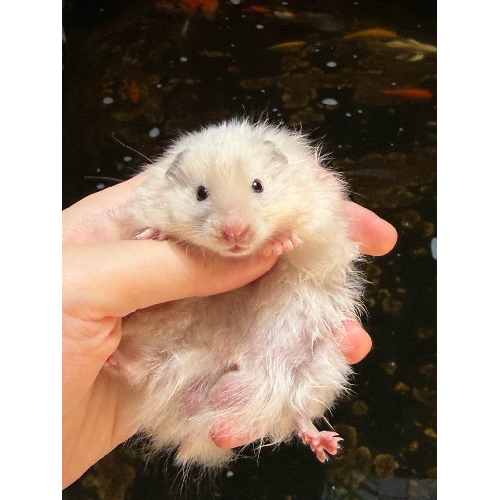 hamster syrian bigbone ivory satin peliharaan sirian hemster bigbon anakan