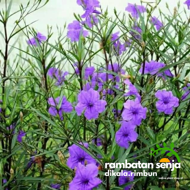 Tanaman Hias Ruellia simplex (Kencana Ungu / Wild Petunia).