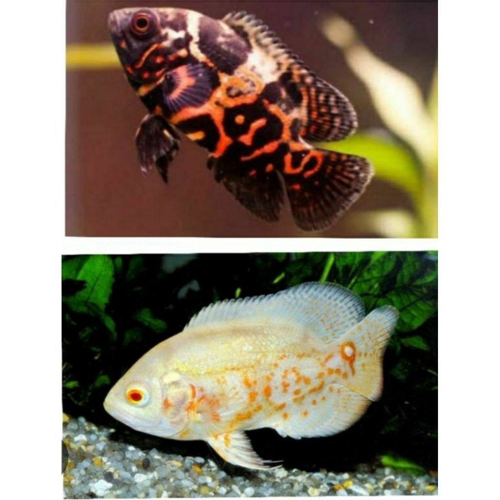 ikan Oskar hitam dan albino - mental bagus warna cerah