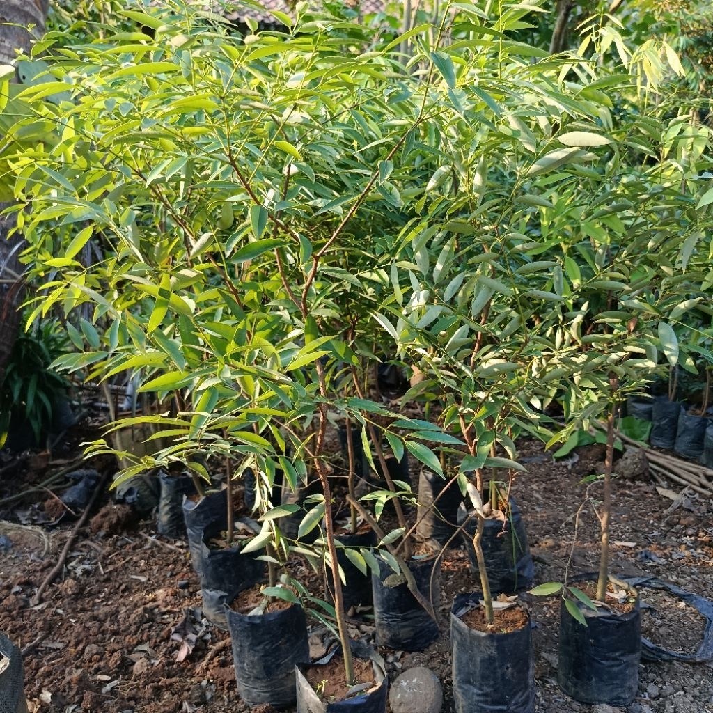 Bibit Tanaman Nagasari (Mesua ferrea) Pohon Peneduh Langka Super Unggul Siap Tanam