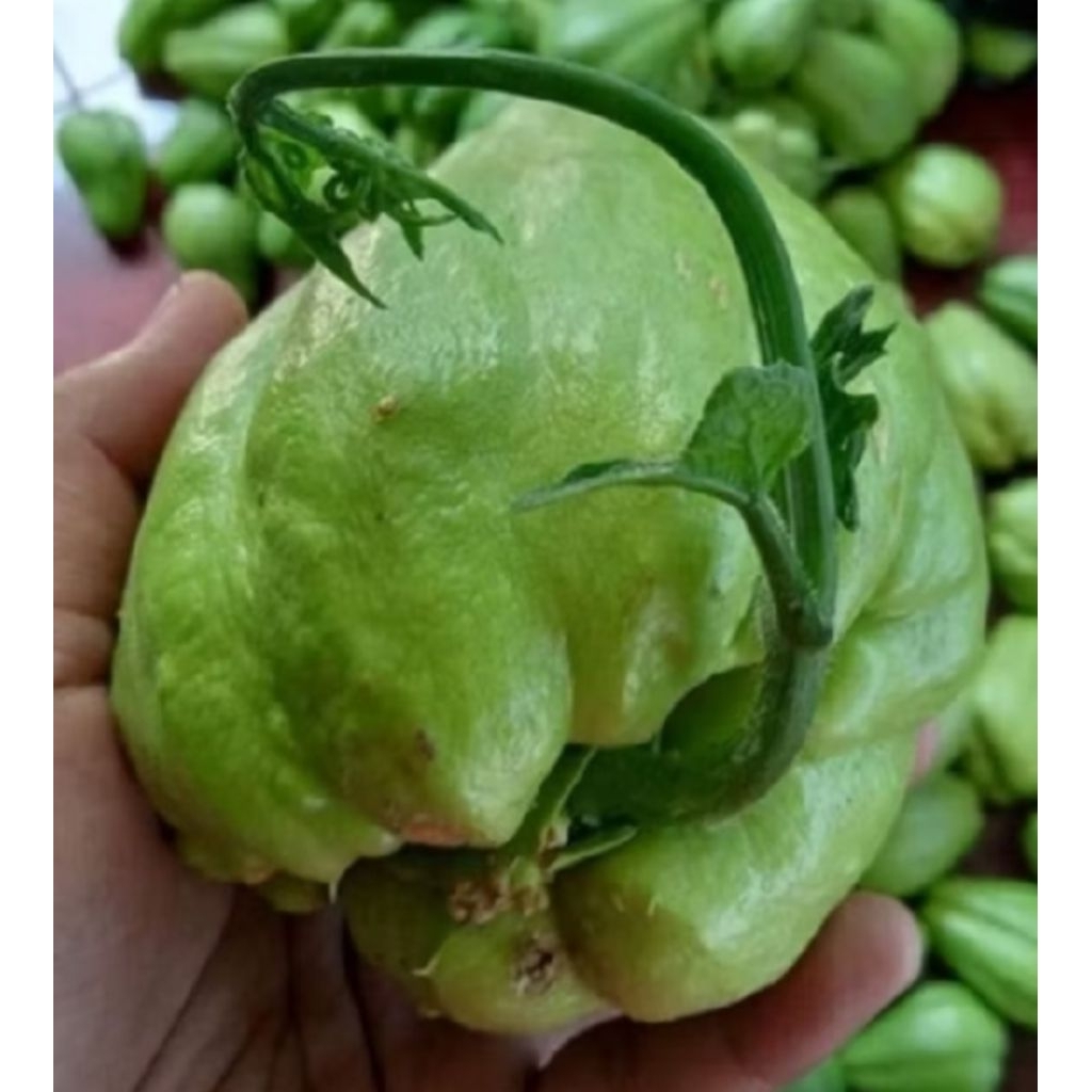 bibit waluh siam buah siam masakan