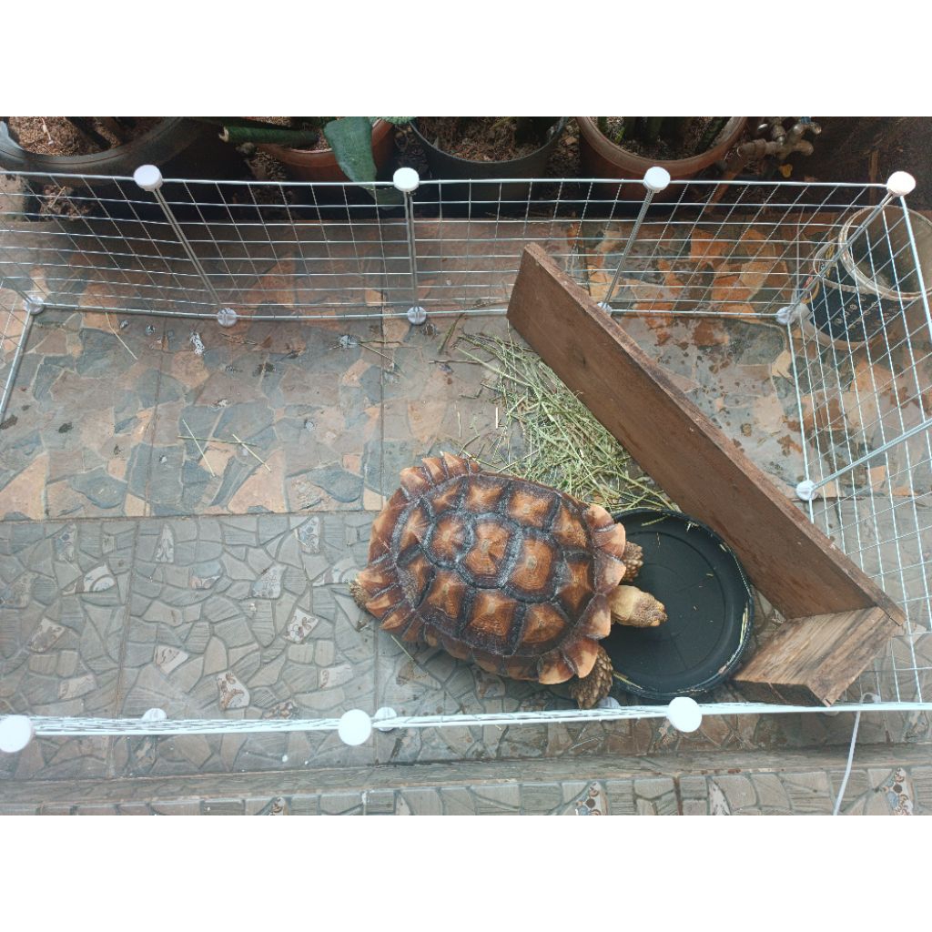 sulcata 40 cm jual murah milik pribadi