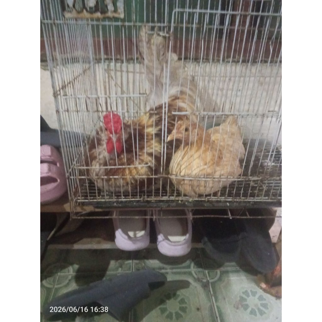 ayam Kate sepasang