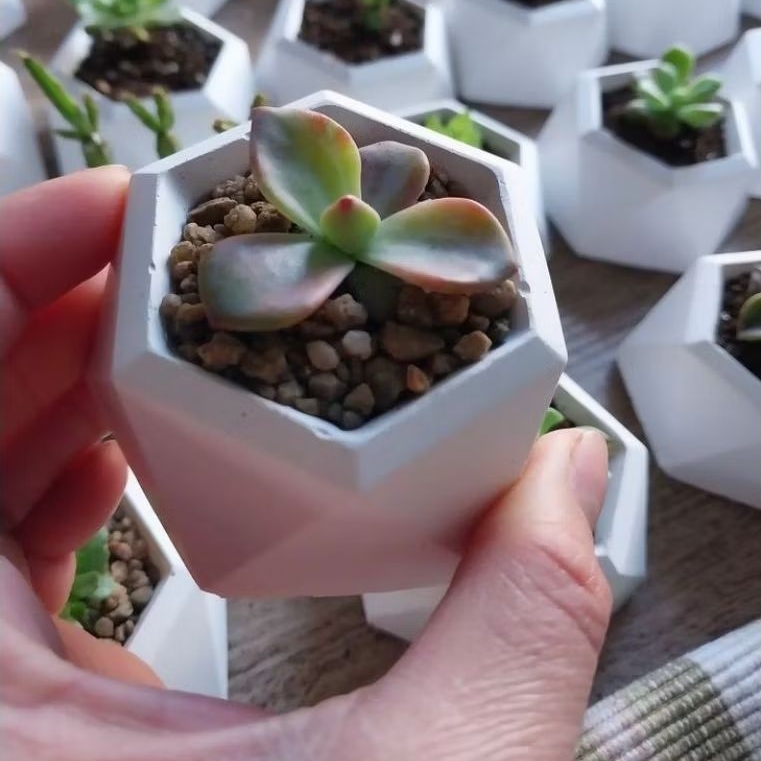 12 pcs Pot Semen Gipsum Hexagonal Putih Mini | Pot Sukulen Kaktus Estetik | Dekorasi Meja & Rumah