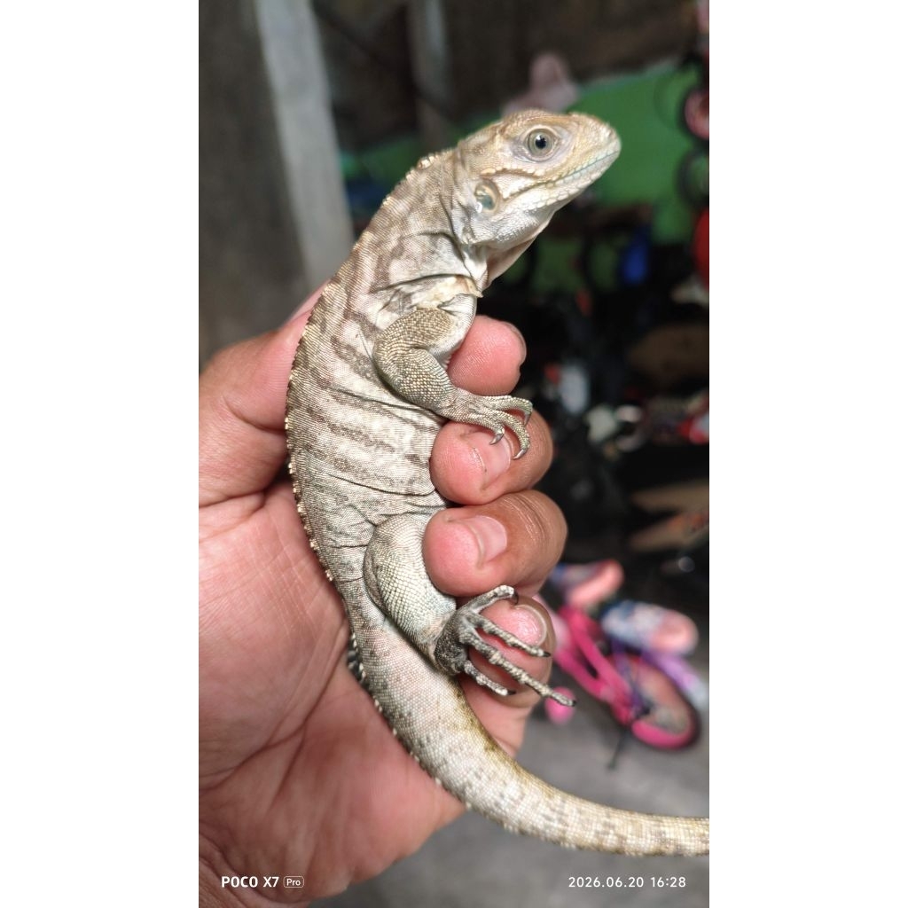 Iguana Rhino