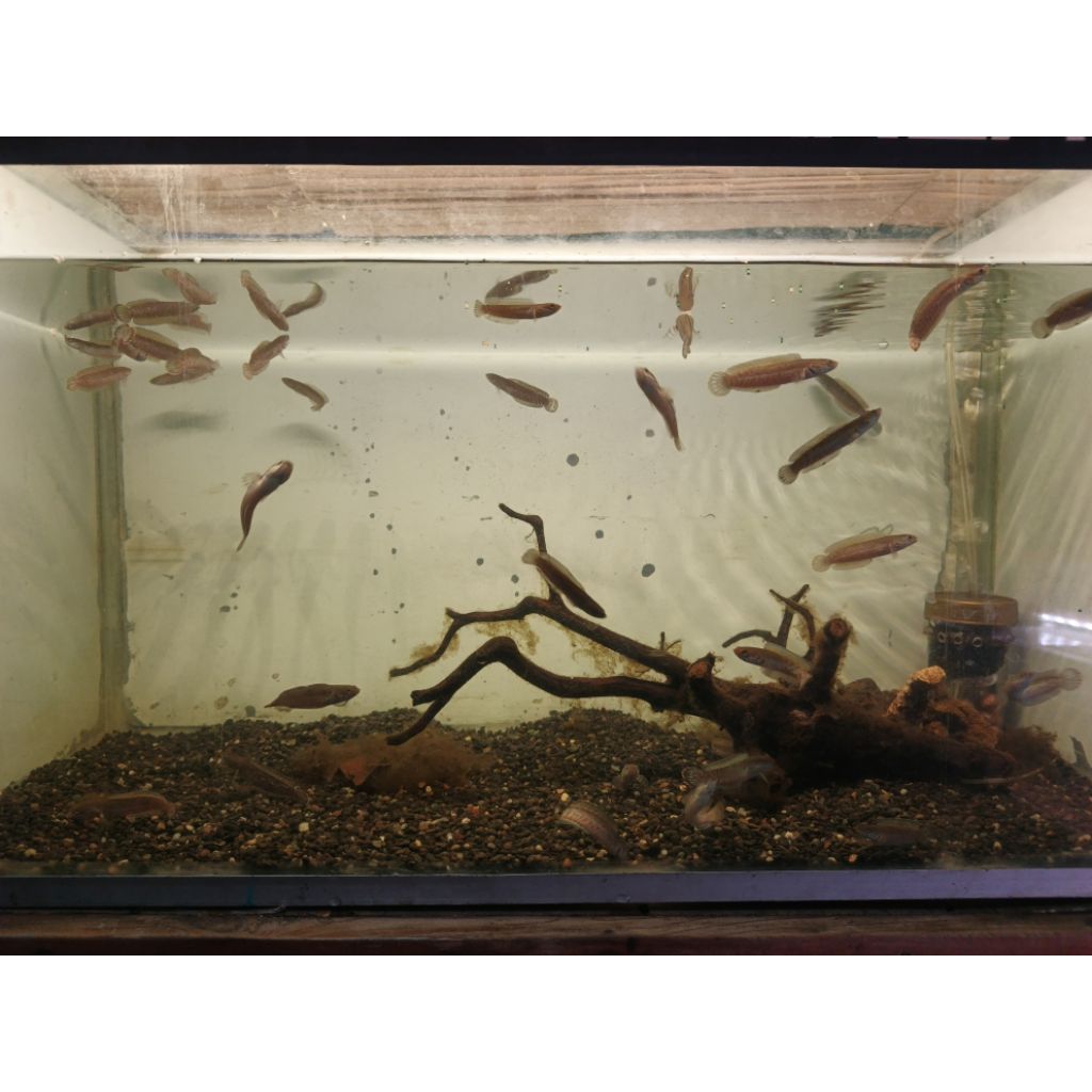 Channa Andrao 5 - 7 CM