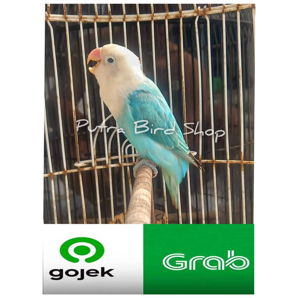 Love Bird Biola Ewing Blue Paud/Balibu Prospek