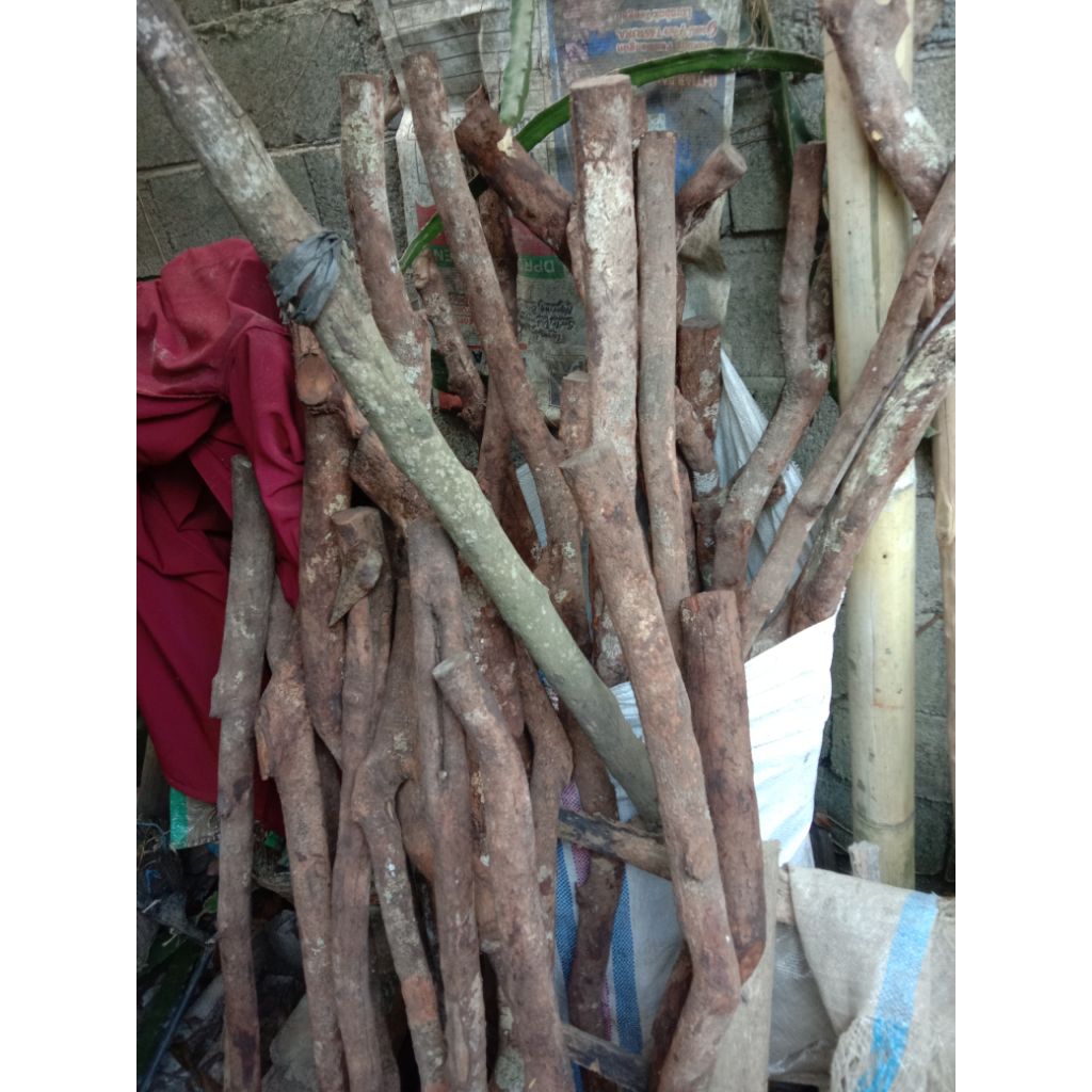 Kayu Sulaiman Rinjani