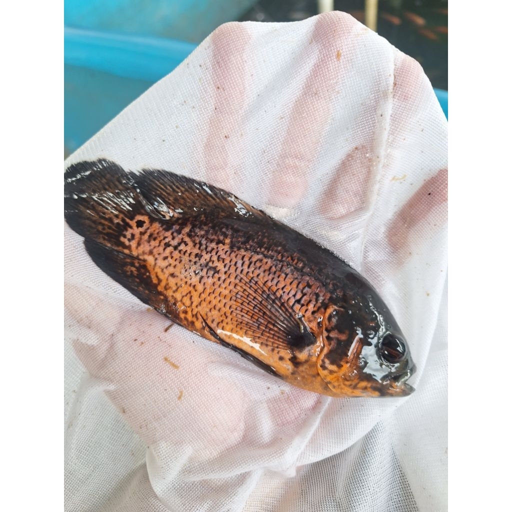 ikan oscar red copper size 4 jari hiasan aquarium